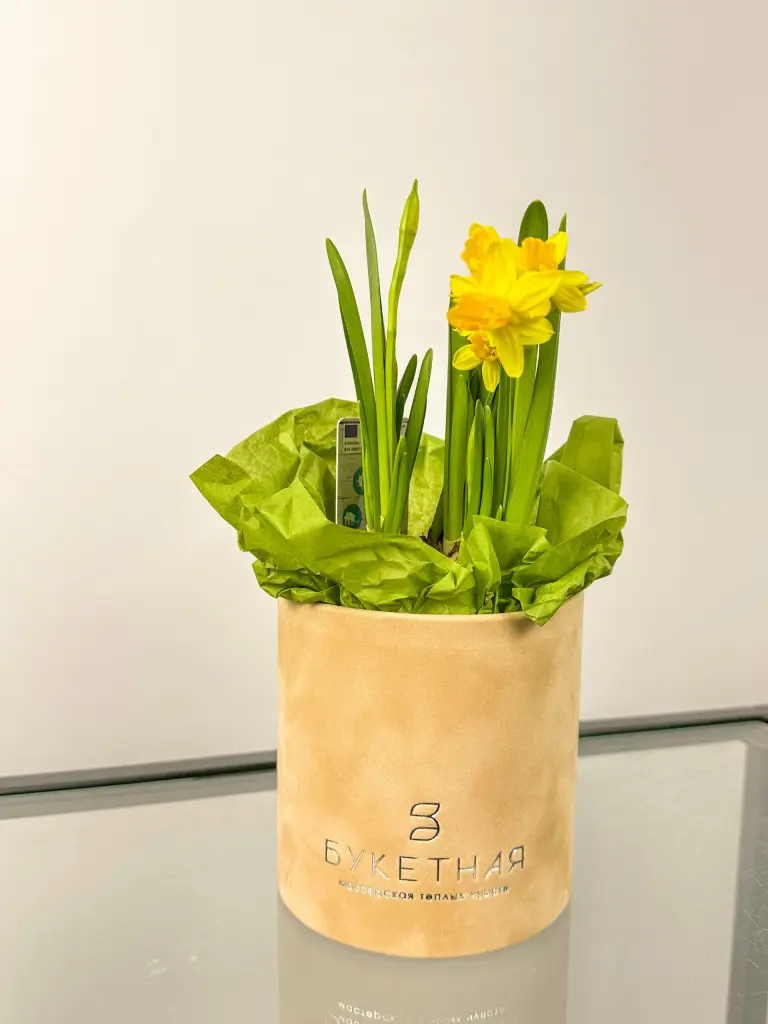 ЛУКОВИЦЫ НАРЦИССА