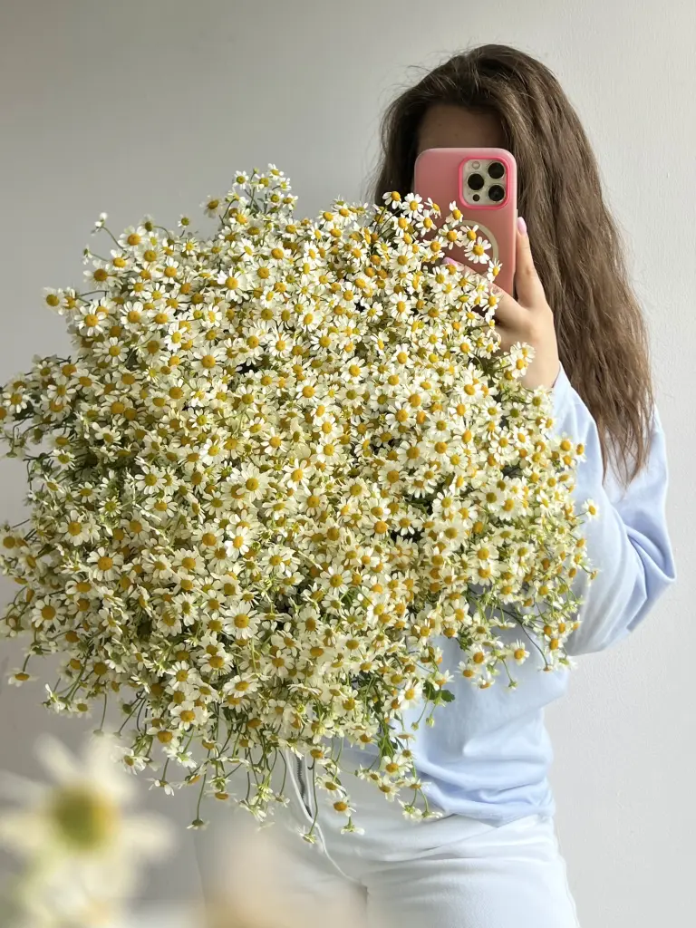 Кустовая ромашка